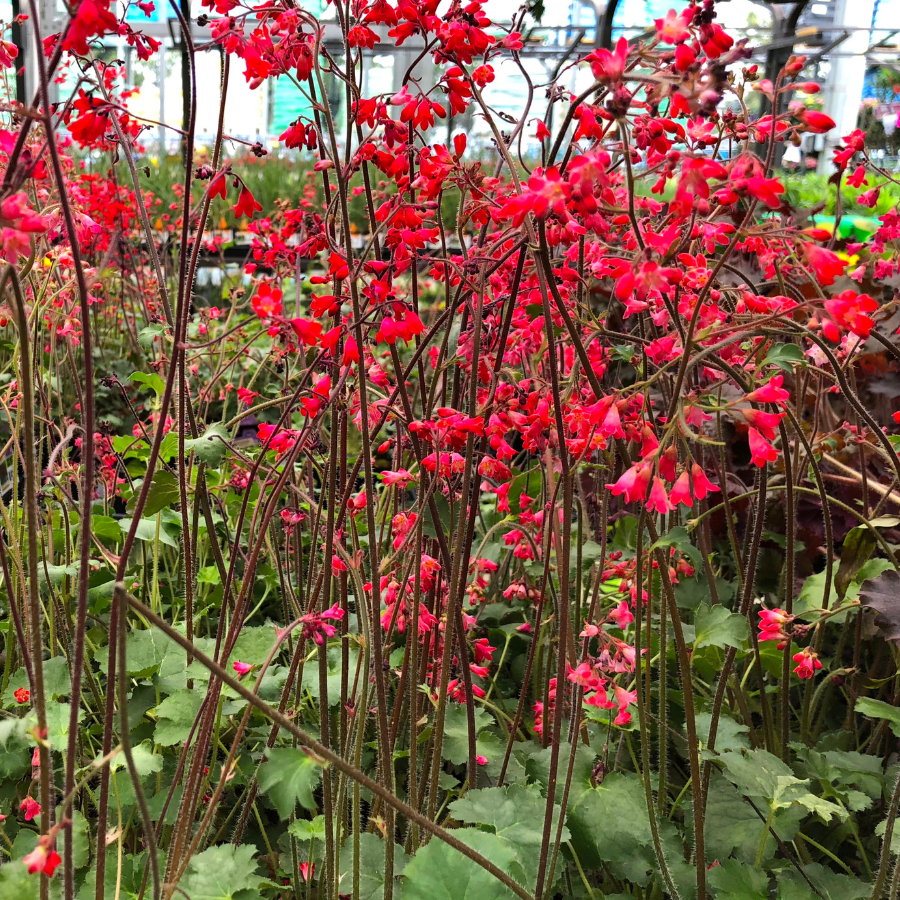 Coral Bells 'Firefly'