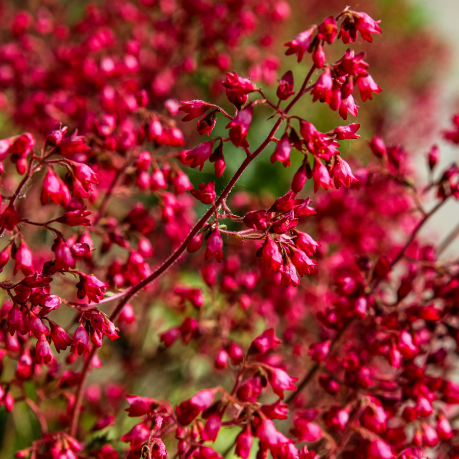 Coral Bells 'Firefly'