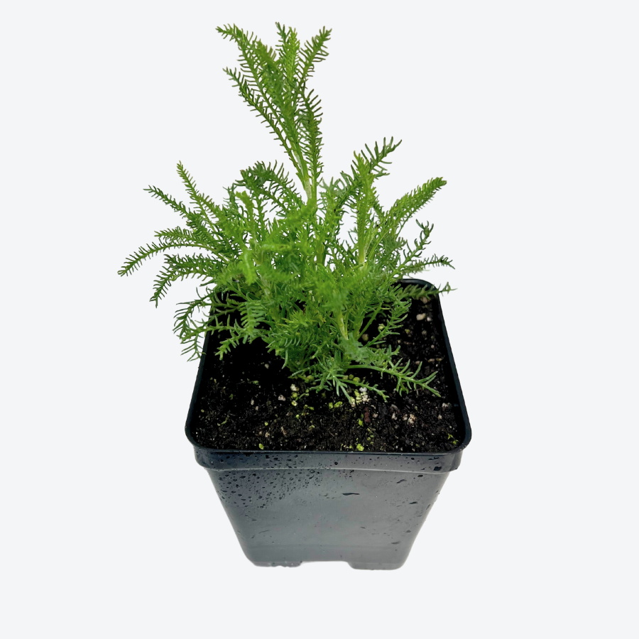 Where Can I Buy Lavender Plants Near Me Where Can I Buy Lavender Plants Near Me