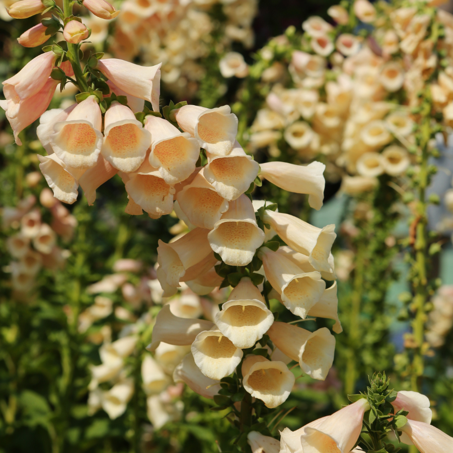 Foxglove 'Dalmatian Peach'