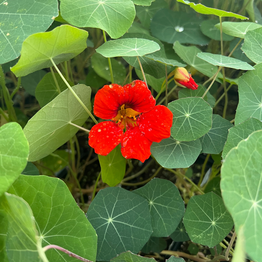 Nasturtium 'Empress of India'