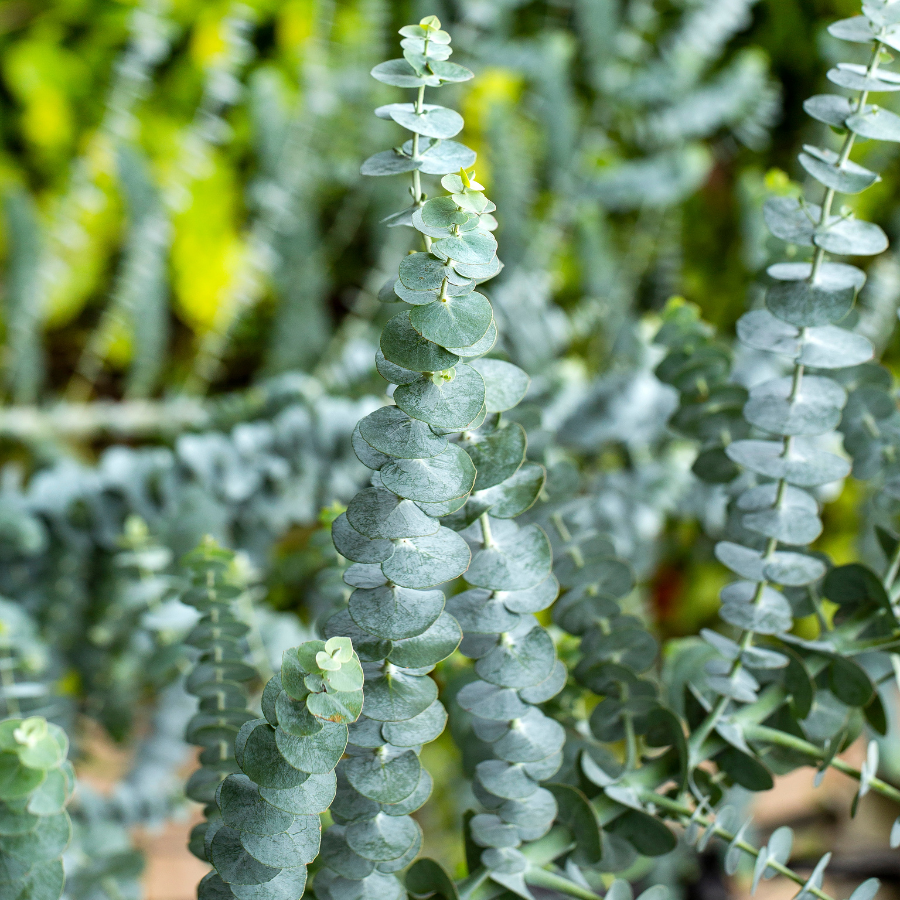 Baby Blue Eucalyptus Plants for Sale