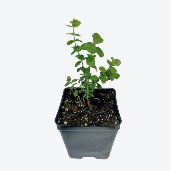 Eucalyptus Plant for Sale Where to Buy Eucalyptus The Growers Exchange