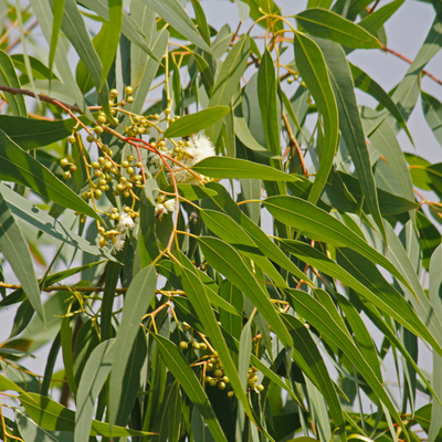 Eucalyptus 'Lemon Bush'