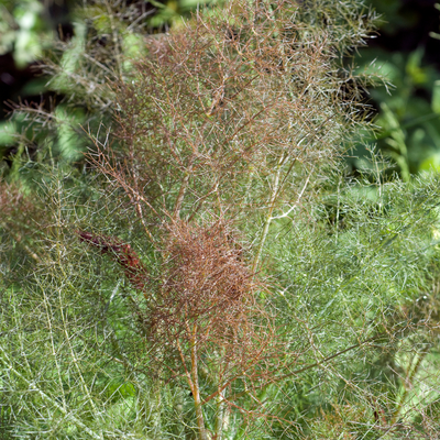 Fennel 'Bronze'