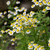 Feverfew