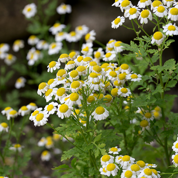 Feverfew Plants For Sale | Tanacetum Parthenium | The Growers Exchange