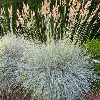 Fescue, Blue