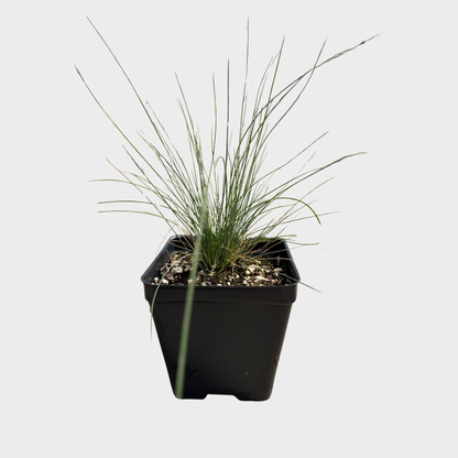 Fescue, Blue