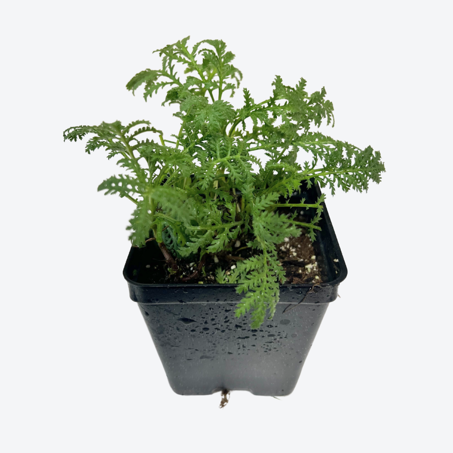 Golden Chamomile