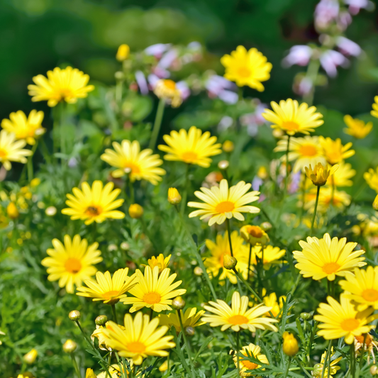Golden Chamomile