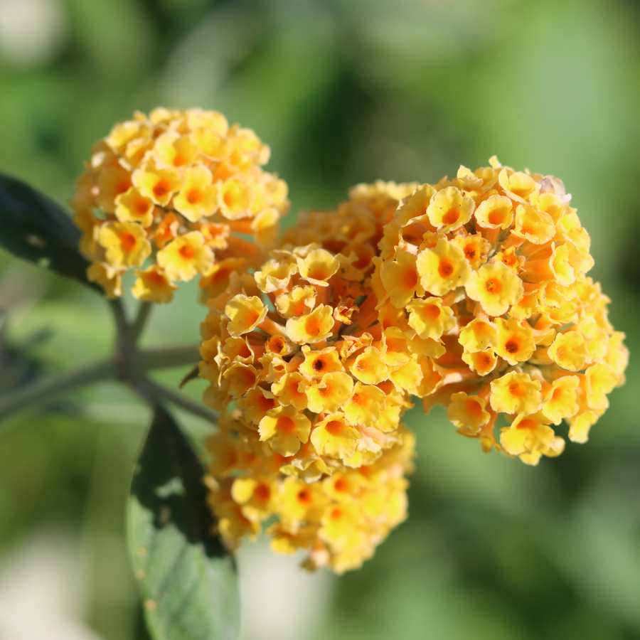 Butterfly Bush 'Golden Glow'