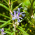 Rosemary 'Gorizia'