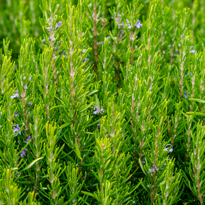 Rosemary 'Gorizia'