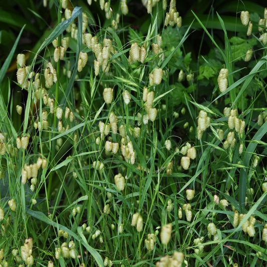 Greater Quaking Grass