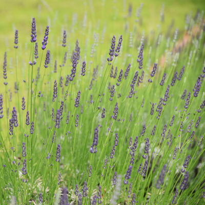 Lavender 'Grosso'