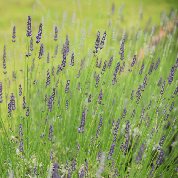 gros bleu lavender plant for sale Lavender Grosso Plants For Sale