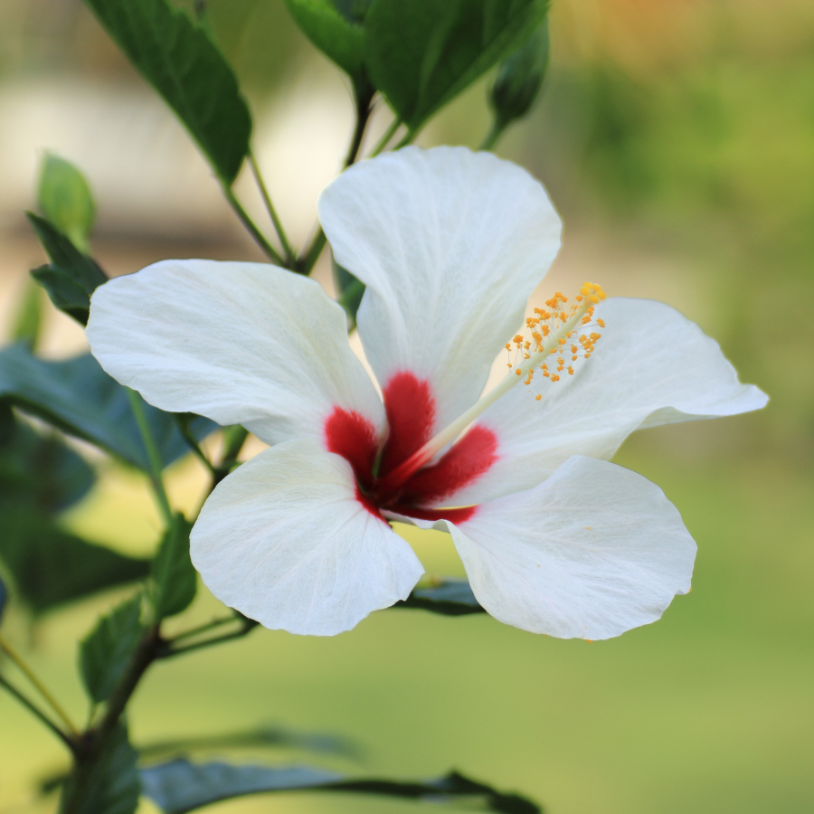 Hardy Hibiscus