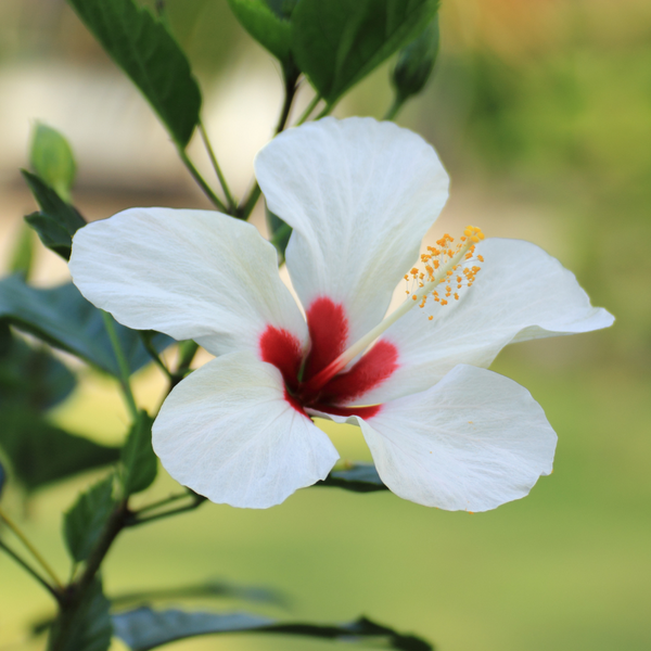 Hardy Hibiscus – The Growers Exchange
