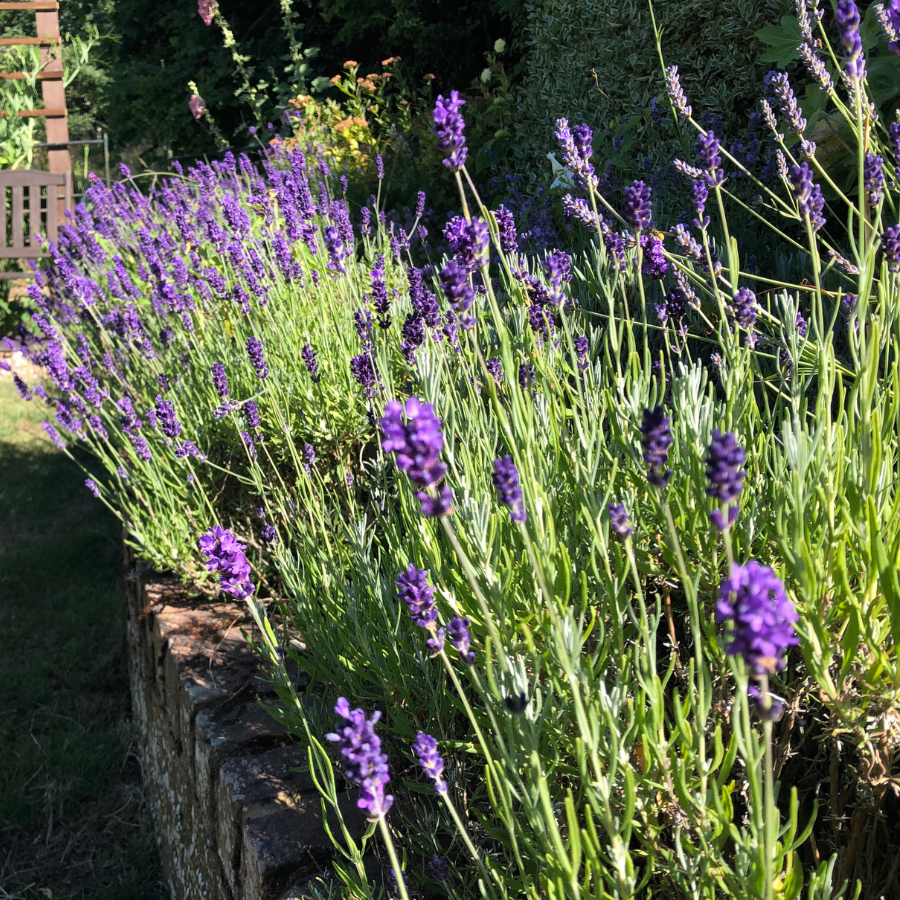 Lavender 'Hidcote'