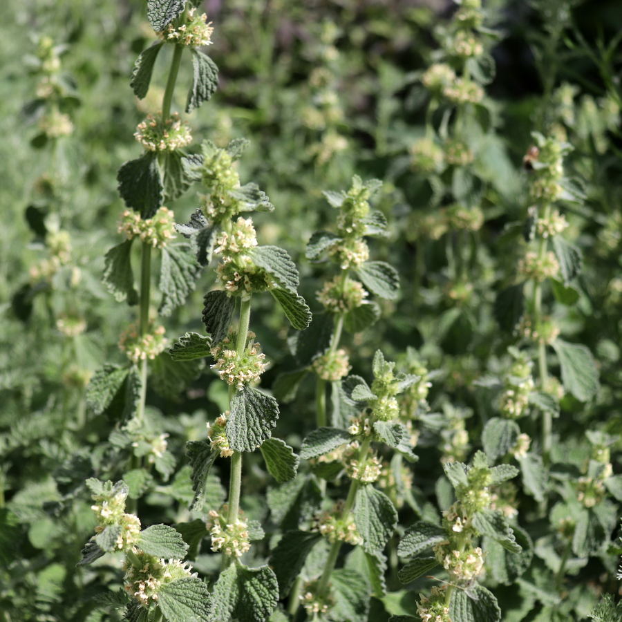 Horehound