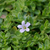 Brahmi