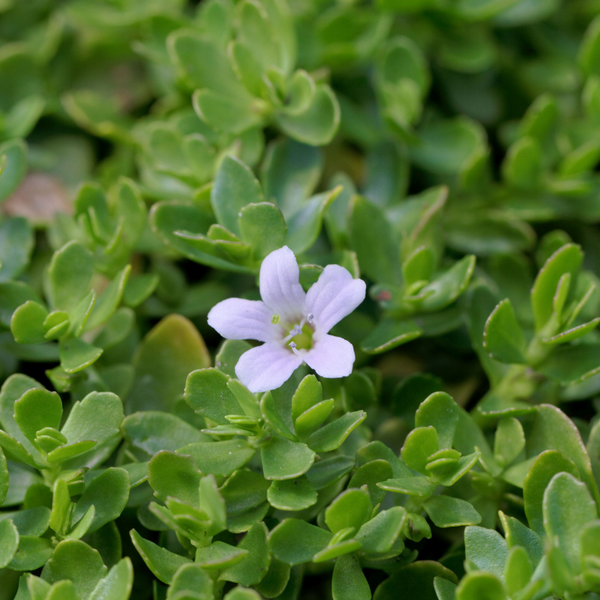 Bacopa Monnieri (Brahmi)