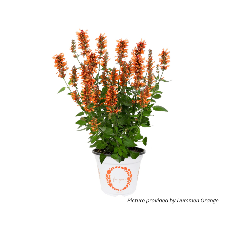 Hyssop 'Honeysticks Ember'
