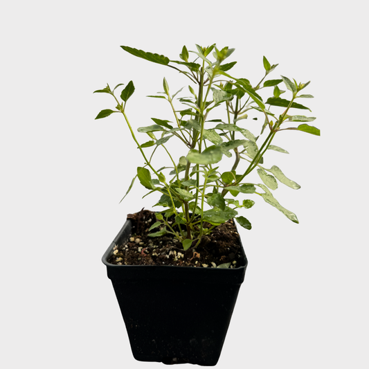 Hyssop 'Kudos Coral