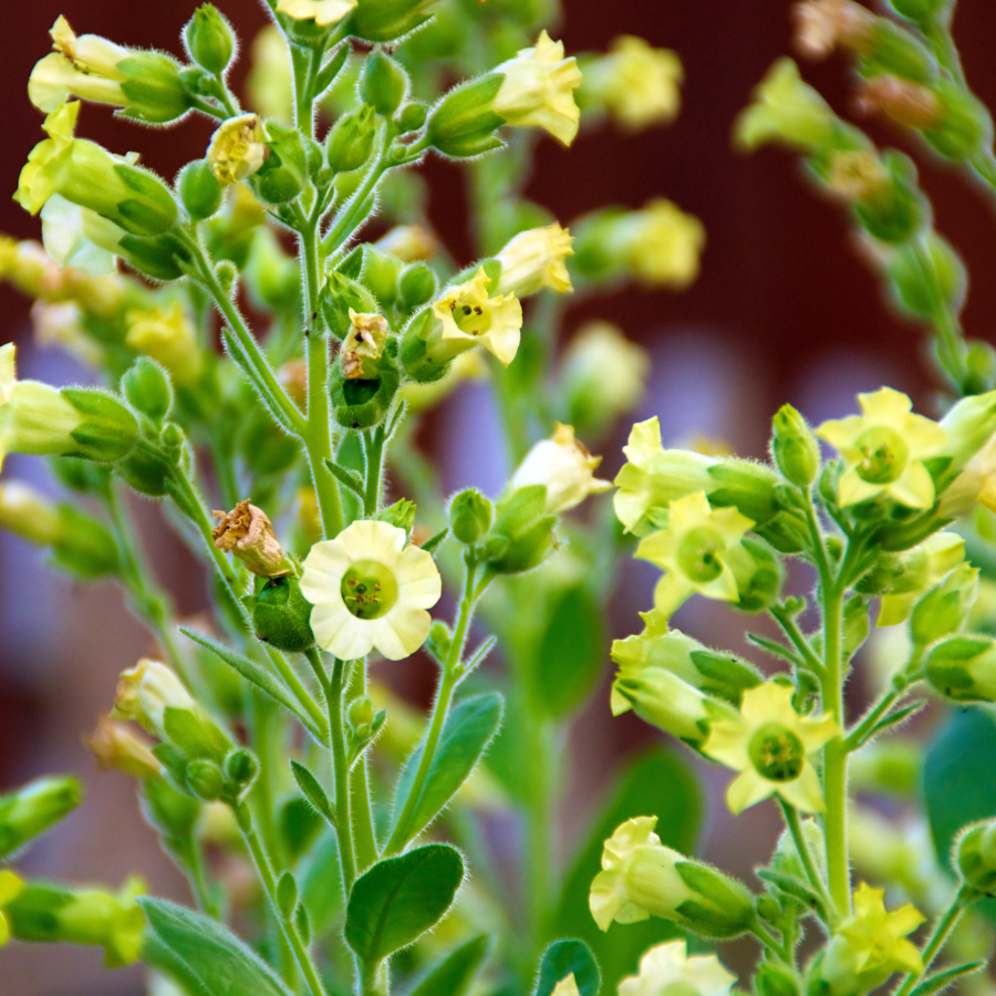 Indian Tobacco