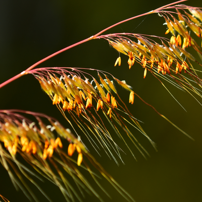 Indiangrass