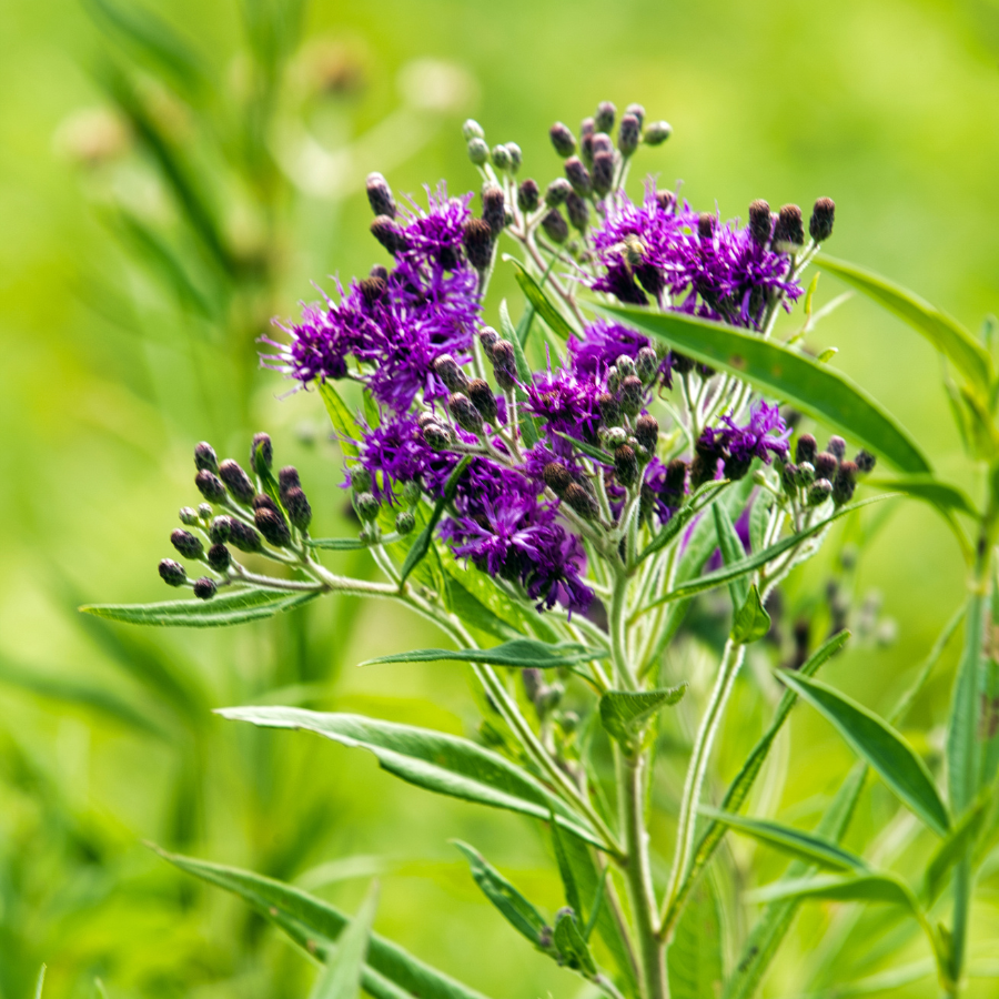 Ironweed, Common
