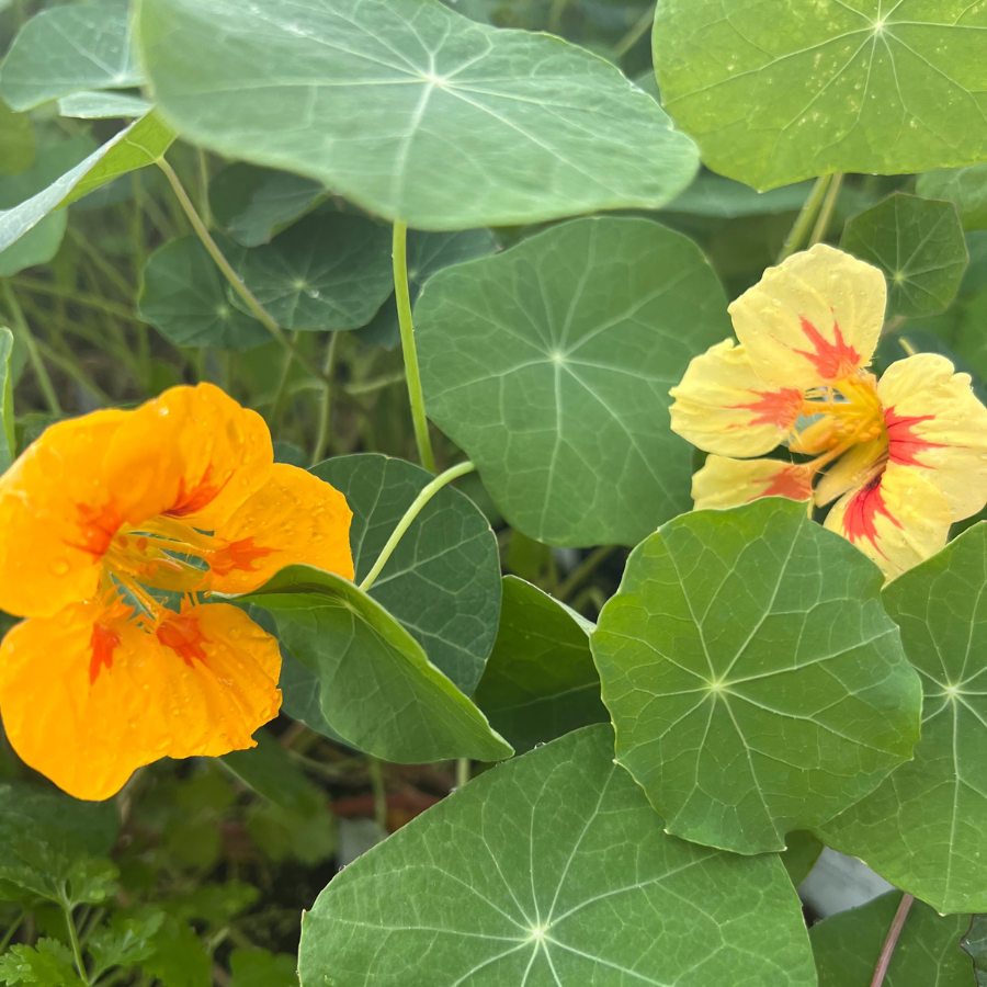 Nasturtium 'Jewel Mix'