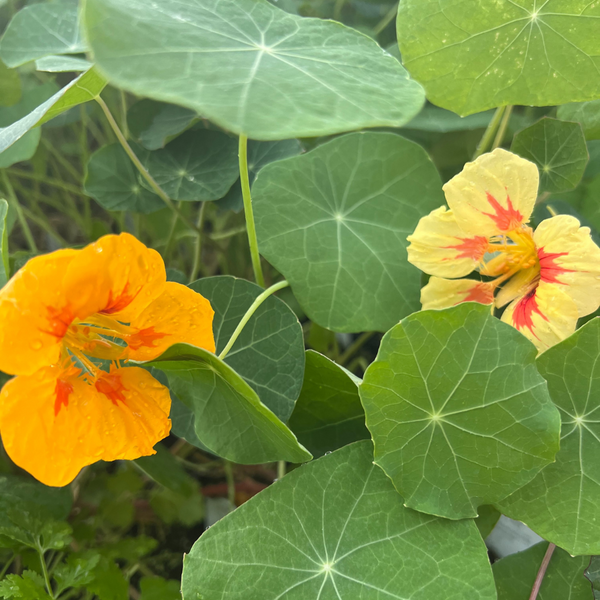 Nasturtium 'Jewel Mix' Plants For Sale