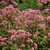 Joe Pye Weed