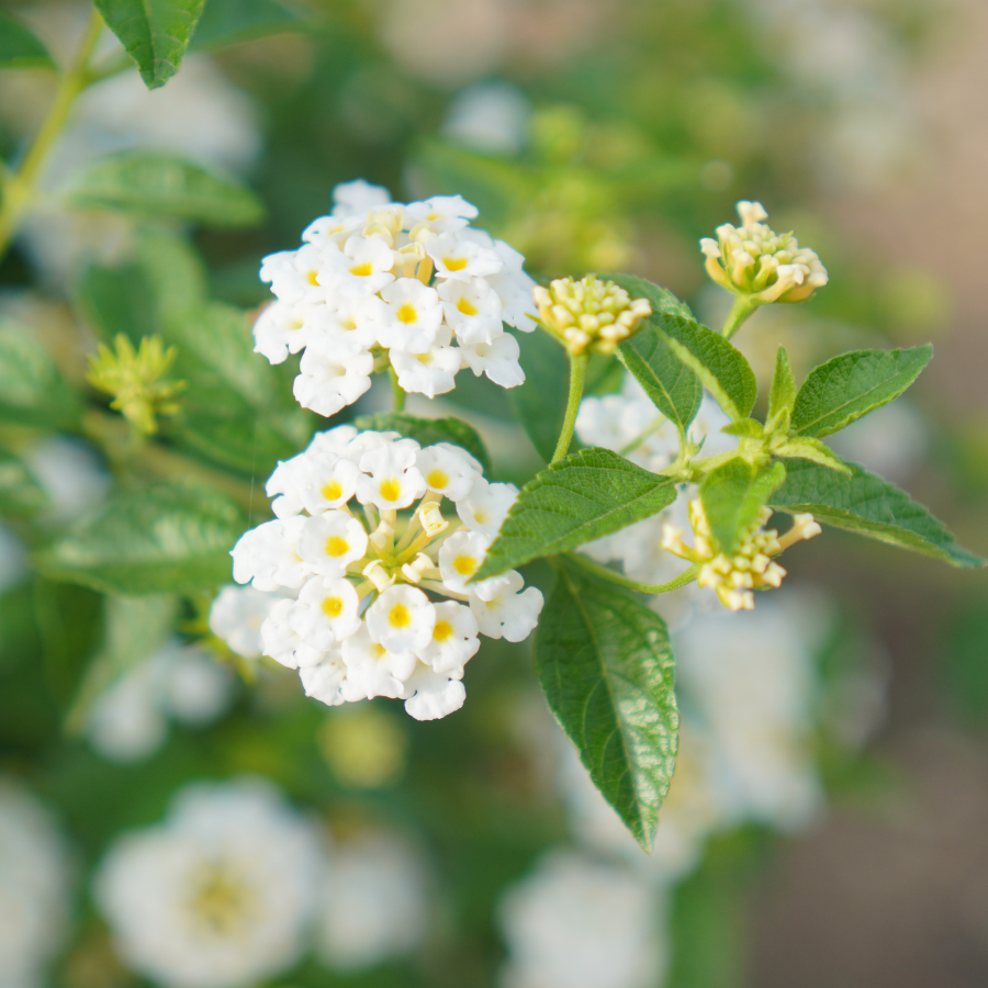 Lantana 'Trailing White'