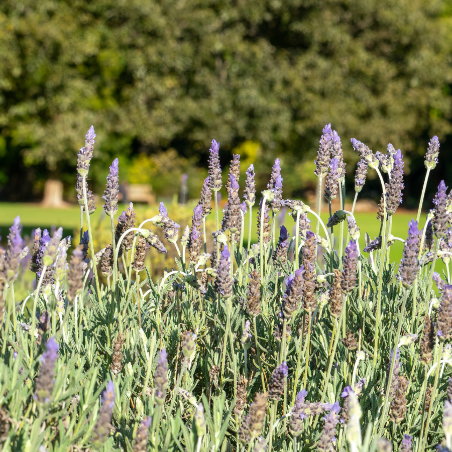 Lavender 'Goodwin Creek Grey'