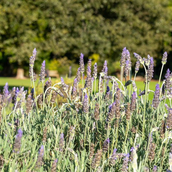 Lavandula s. Goodwin Creek
