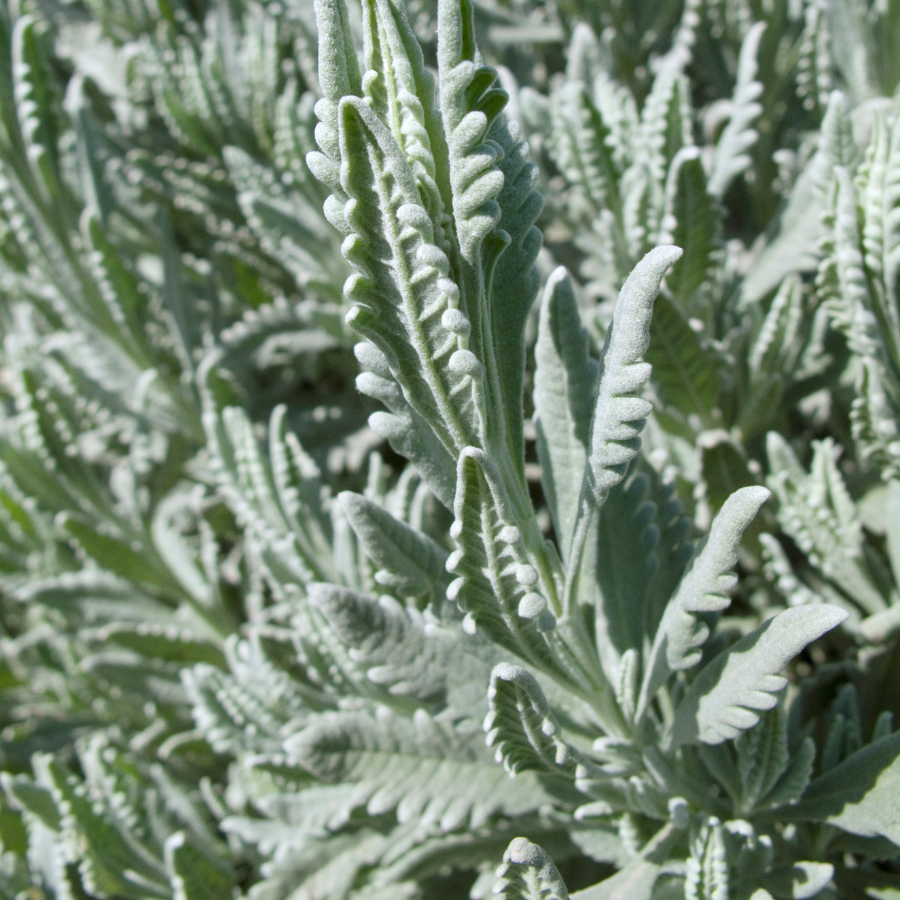 Lavender 'Goodwin Creek Grey'