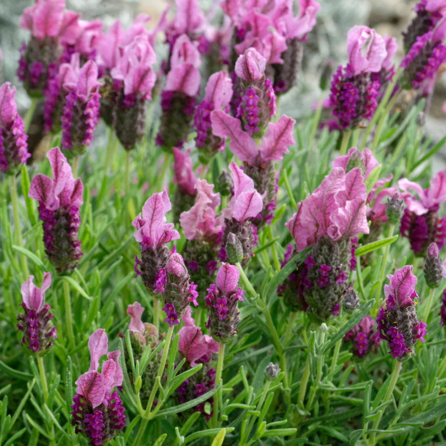 Lavender 'Pretty in Pink'