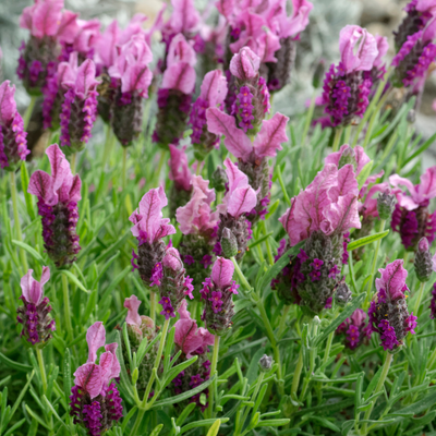 Lavender 'Pretty in Pink'