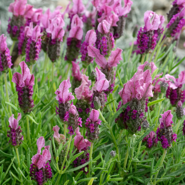pink lavender plants for sale Lavender 'Pretty in Pink'