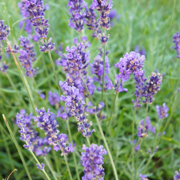 buy grosso lavender plants Lavender 'Grosso' Multi-Pack