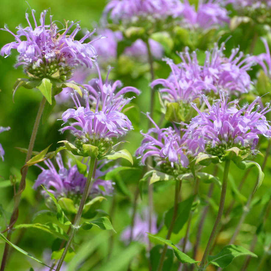 Lemon Scented Bee Balm
