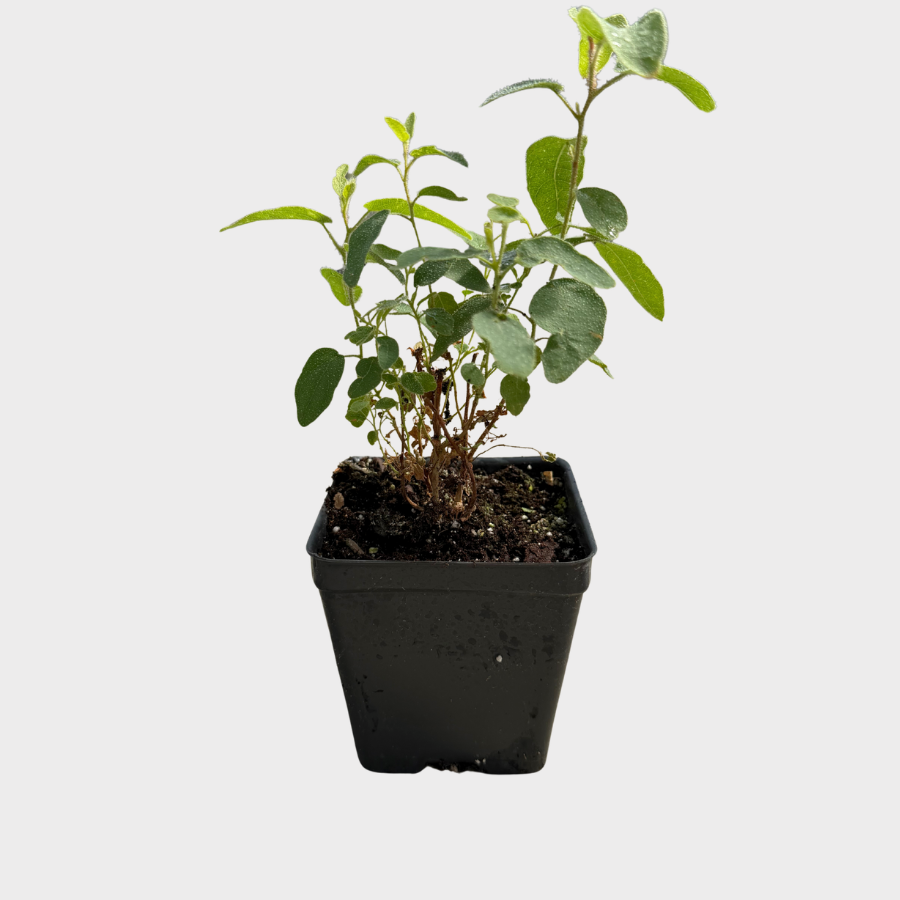 Eucalyptus 'Lemon Bush'