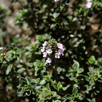 Thyme 'Lemon'