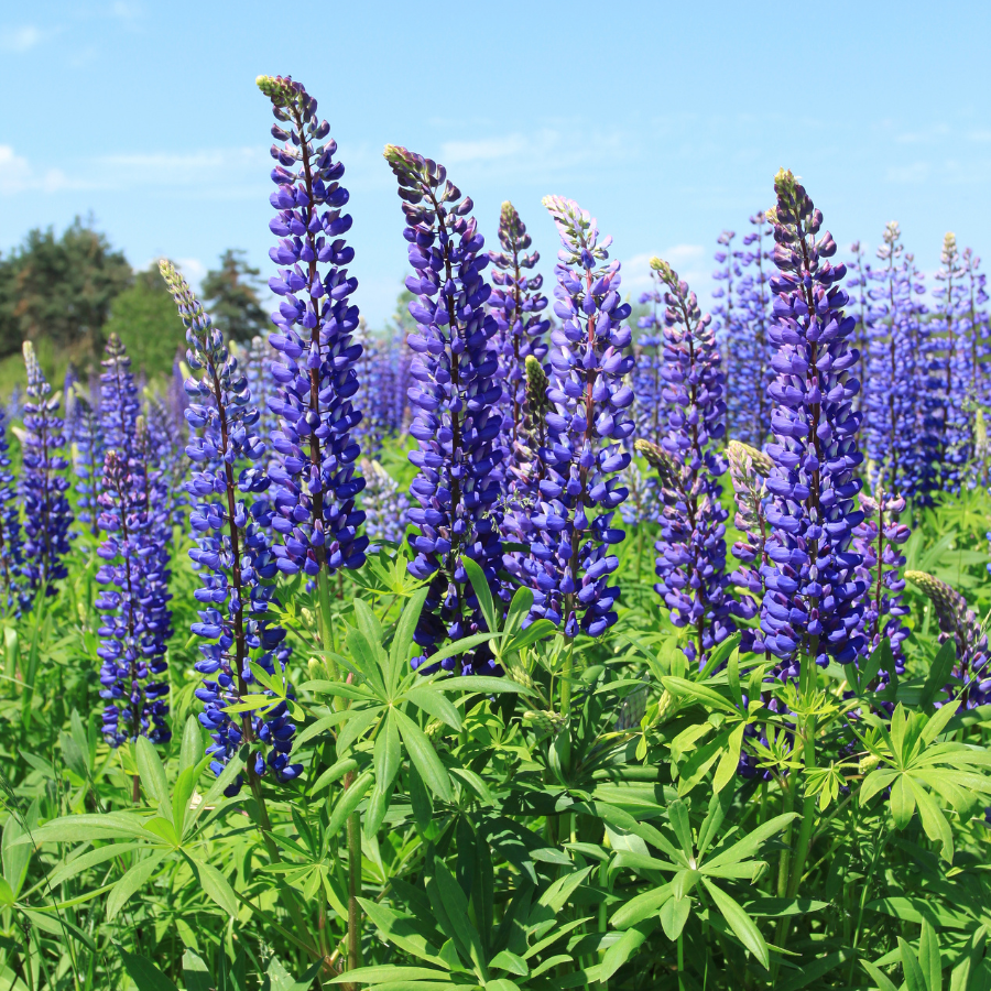 Lupine 'The Governor'