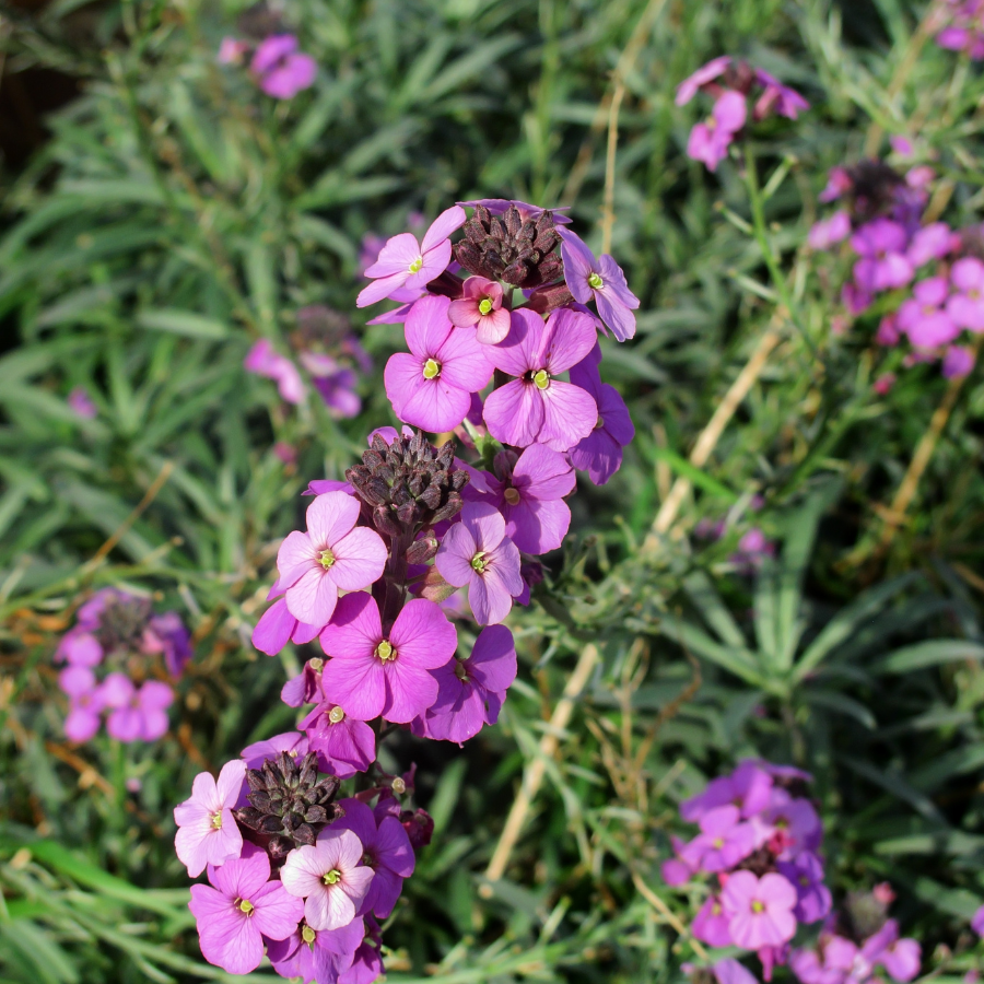 Wallflower ‘Bowles Mauve'