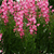 Beardtongue 'Harlequin Pink'