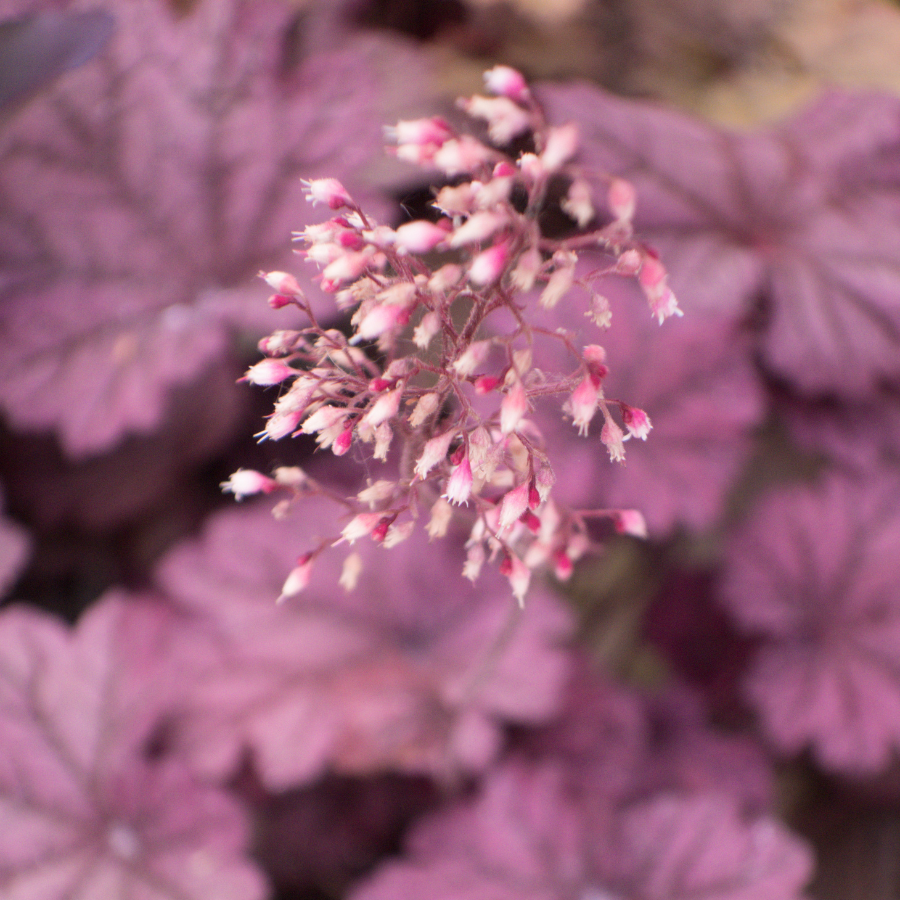 Coral Bells 'Melting Fire'